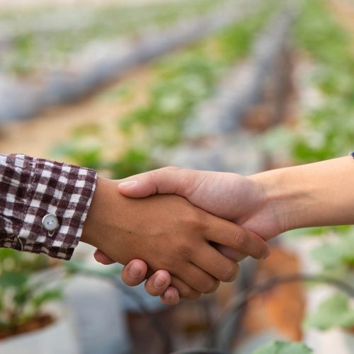 business-agreement-shaking-hands-melon-plantation0